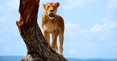 Afrika